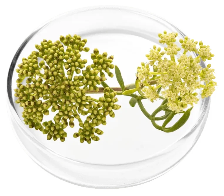 Cnidium Monnieri ingredient photograph
